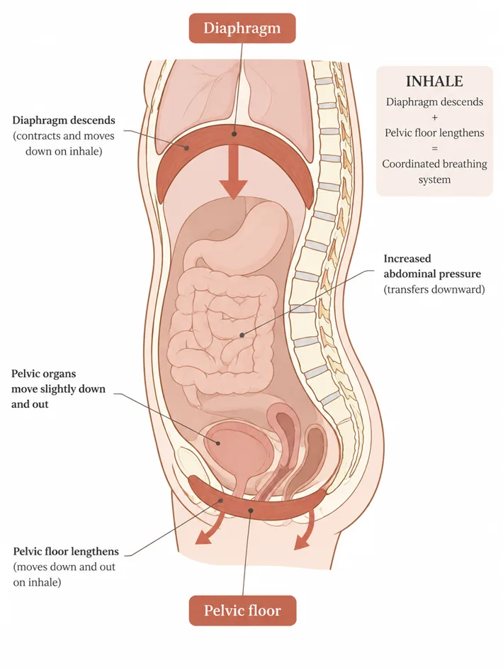 Anatomical diagram showing the diaphragm and pelvic floor as a coordinated breathing system